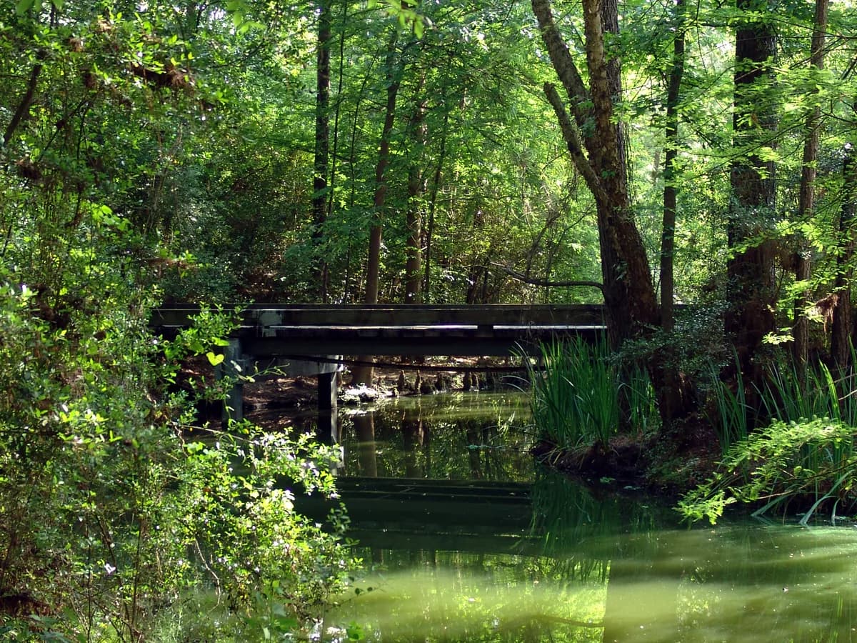 Forest Bridge in The Woodlands
